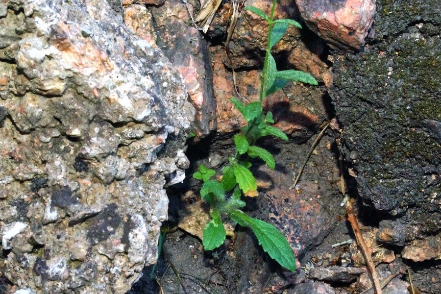 Stachys glutinosa